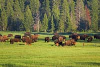 13-bison_in_meadow
