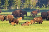14-bison_in_meadow-blurry_due_to_max_digital_zoom