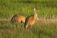 16-sandhill_cranes