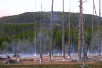 78-dead_trees_and_thermal_venting