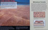 38-Interpretive_Sign-Life_on_the_Edge,Miniature_Forests