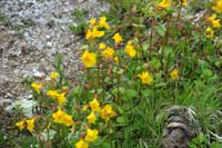 19-common_monkey-flower,erythranthe_guttata