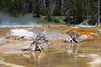60-bacterial_mat_runoff_from_Silex_Spring_with_tree_remnants