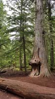 04-cedars_and_one_with_a_burl