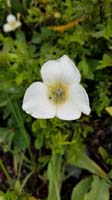 054-pointedtip_mariposa_lily-calochortus_apiculatus