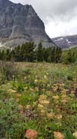 066-pretty_scenery_at_Apikuni_Falls_trailhead