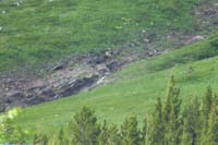 076-grizzly_bear_roaming_around_in_the_distance_behind_Swiftcurrent_Motor_Inn