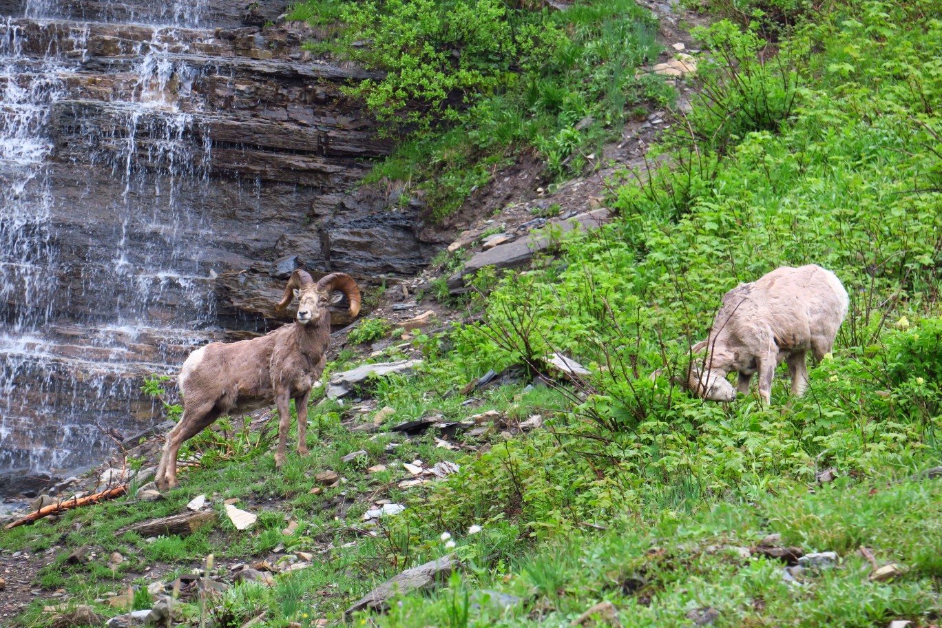 02-mountain_bighorn_sheep