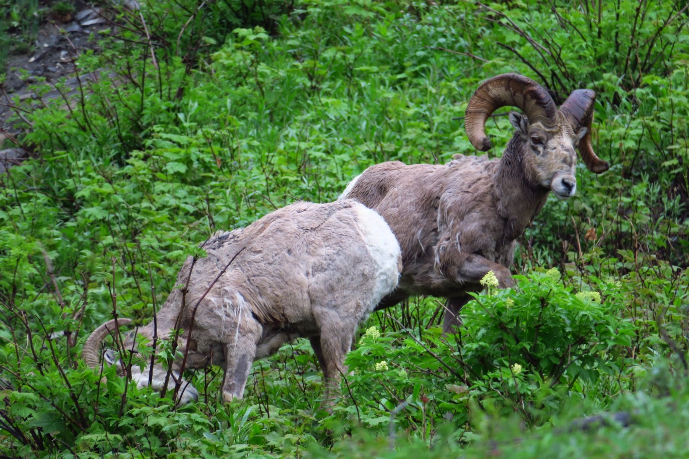 04-mountain_bighorn_sheep