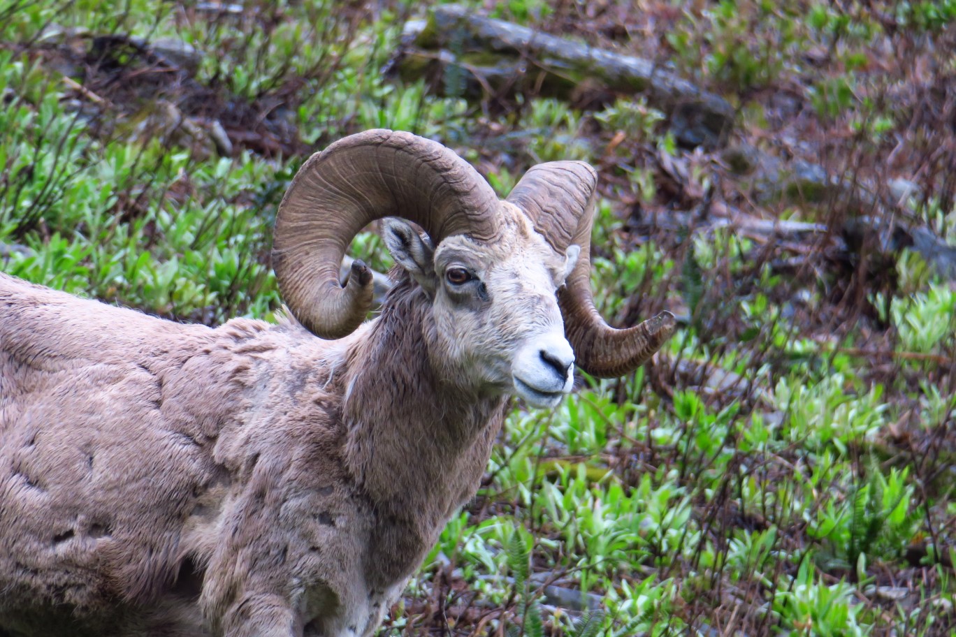 05-mountain_bighorn_sheep