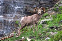 03-mountain_bighorn_sheep-loosing_winter_coat