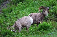 04-mountain_bighorn_sheep