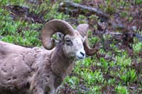 05-mountain_bighorn_sheep