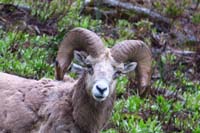 06-mountain_bighorn_sheep