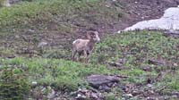07-mountain_bighorn_sheep-Kenny's_picture