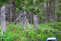 10-finally_see_a_moose-back_to_Many_Glacier_area