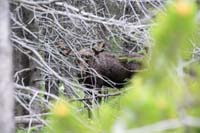 12-moose-hard_to_get_good_photo_amongst_the_trees
