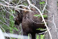 16-moose,afterwards_hike_aborted_due_to_rain,had_lunch,went_back