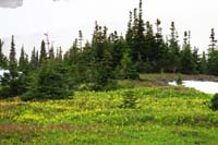 42-field_of_glacier_lilies-erythronium_grandiflorum