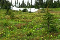 44-squirrel_among_a_field_of_glacier_lilies