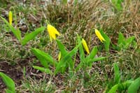 70-glacier_lily-erythronium_grandiflorum