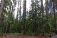 87-forest_behind_our_campsite