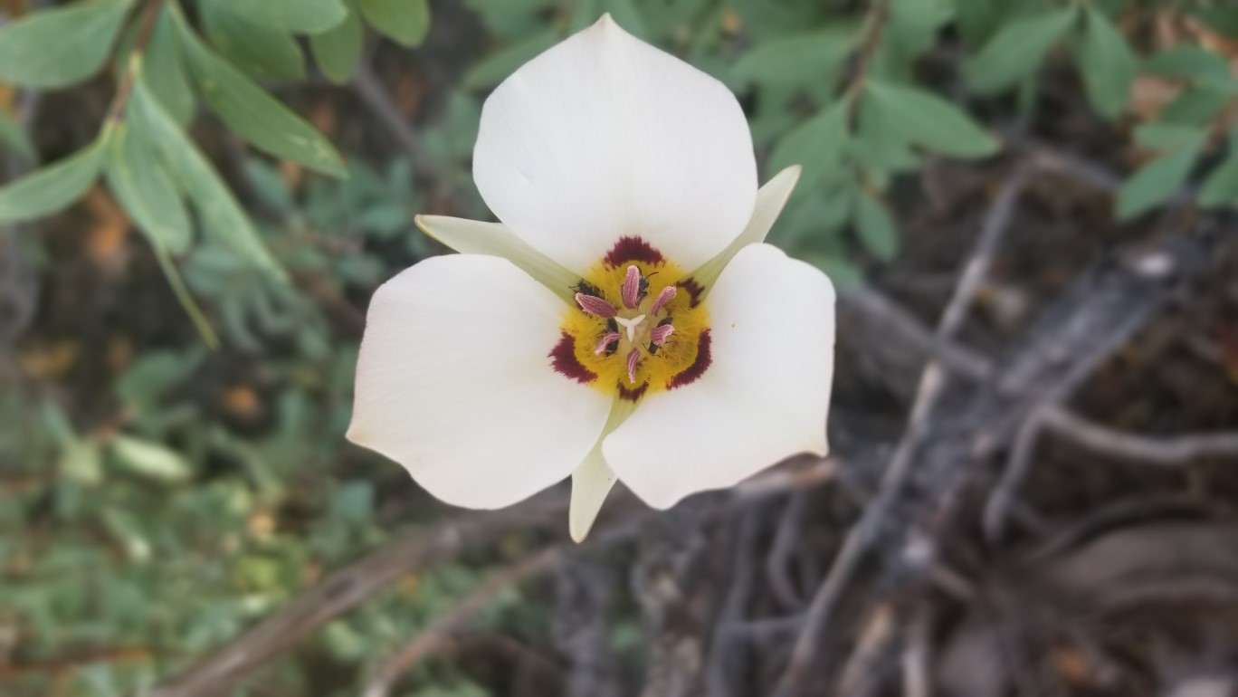 11-sego_lily-calochortus_nuttallii