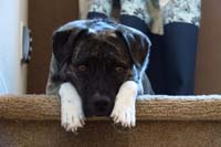 12-Rainier_looks_so_sad,his_paws_hurt_from_hiking_and_Mommy_left_the_house