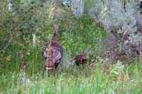 20-wild_turkey_by_the_campsite