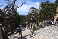 04-trail_travels_through_bristlecone_grove_at_10000_feet