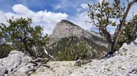 12-bristlecone_pine_trees_frame_Mummy's_Toe