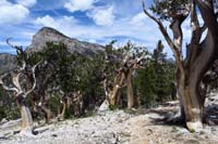 13-bristlecone_pine_trees_and_Mummy's_Toe