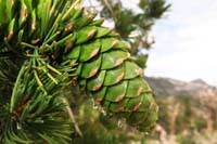 29-new_pine_cone_and_sap