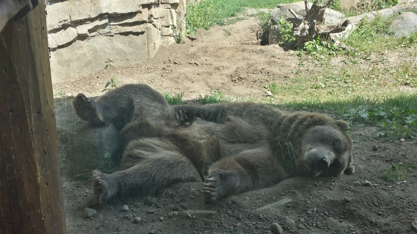 024-sleeping_grizzly_bear-Kenny's_photo