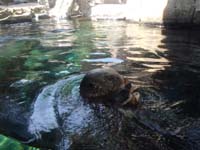 020-otter_eating_a_crab_while_swimming_around