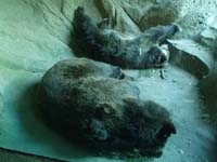 023-sleeping_grizzly_bears