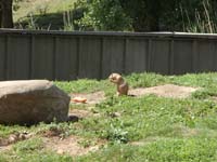 034-black-tailed_praire_dog_from_the_mid-west
