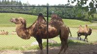 047-camels-Kenny's_photo