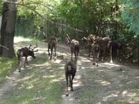 052-caribou-they_are_migrated_by_simply_going_around_in_circles