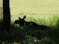 053-moose-kids_are_now_done_with_the_zoo