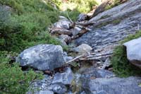 10-pretty_scenery_along_the_way-columbines_in_bloom