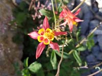 11-columbine_flower