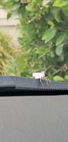 01-uncommon_grasshopper_invasion_in_our_part_of_the_valley