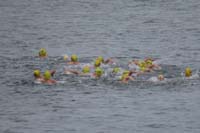 08-they_still_haven't_spread_out-must_be_hard_to_swim