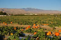 12-pumpkin_patch_and_Spring_Mountains_in_distance