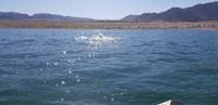 34-Kenny_swimming_back_to_shore