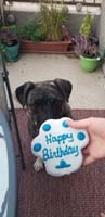 03-Rainier's_4th_birthday(actually_last_week)-he_gets_a_treat_from_the_dog_bakery