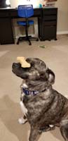 13-Mommy_taught_Rainer_to_balance_treat_on_his_nose,cuz_why_not