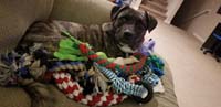01-Rainier_with_all_his_new_dog_toys_for_Christmas
