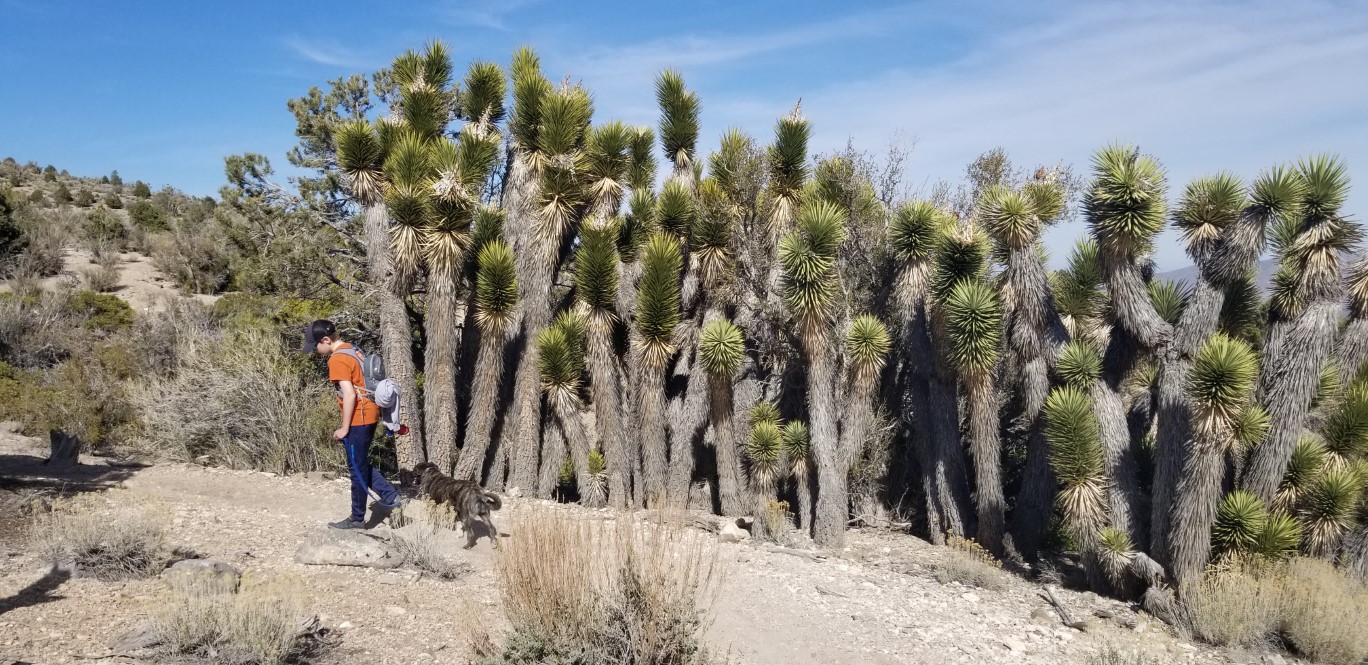 80-interesting_stand_of_joshua_trees